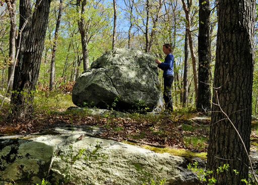 Haley MacKeil site work Lincoln woods