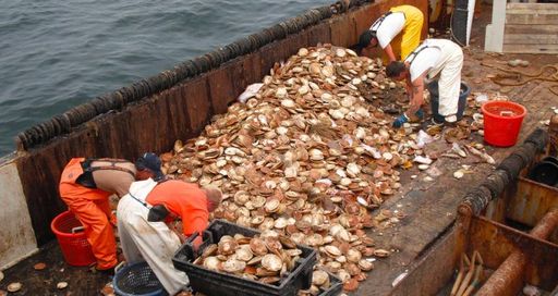 Scallop boat