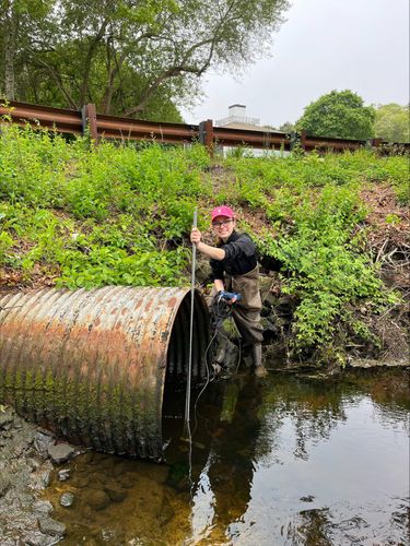 Mia Oliveira standing in a pond, dressed in waders while gathering data at a drainage pipe