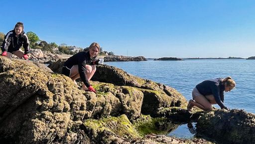 Collecting specimens on rocks