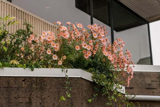 Hanging garden