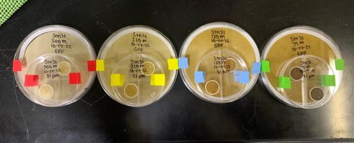 Samples from one station showing decreasing concentration of marine particulate matter with depth in the Arctic Ocean. Photo courtesy Marcia Campbell.