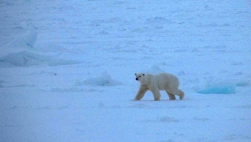 Young female polar bear in healthy condition spotted on Oct. 13. Photo Courtesy Marcia Campbell.