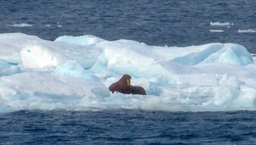 Walrus spotted in marginal ice zone on Sep. 14. Photo courtesy Marcia Campbell.