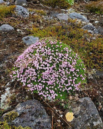 Colorful flowers grow in rocky terrain in Iceland.