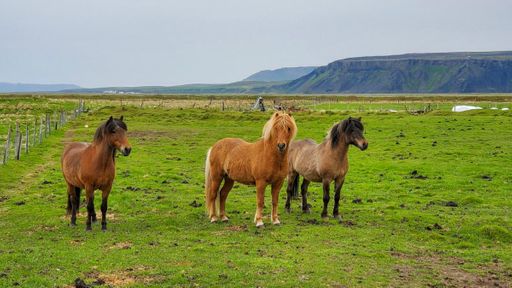 Icelandic horses.