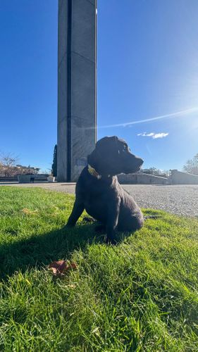 Bella pictured in front of the Campanile on the campus quad.