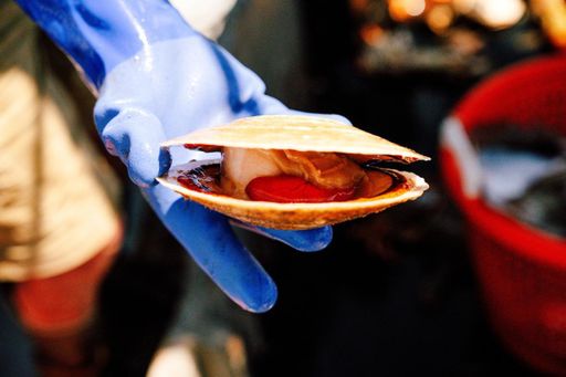 Closeup of live scallop in someone's hand.