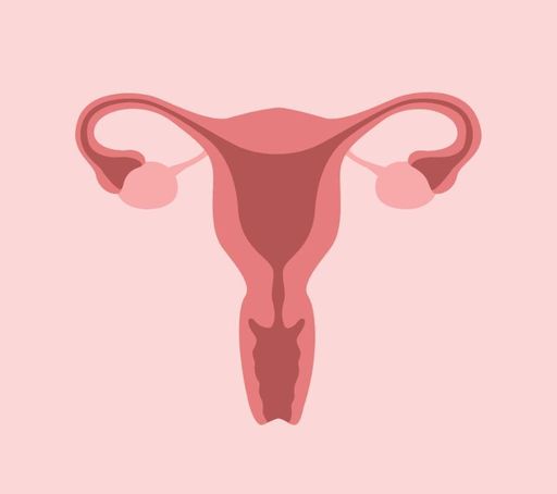 Illustration of a female reproductive system
