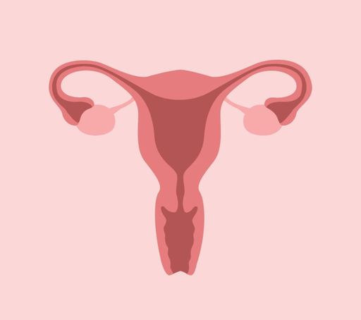 Illustration of a female reproductive system
